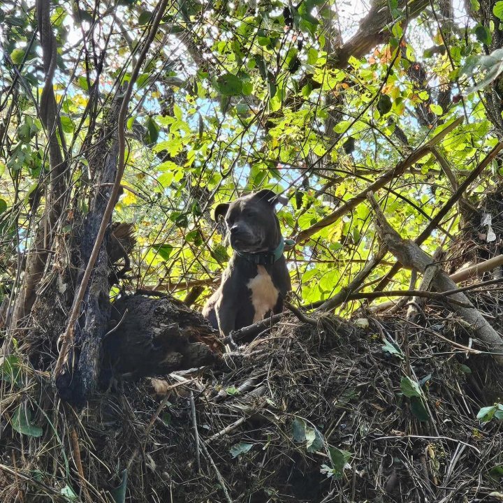 In the aftermath of Hurricane Helene, crews performing rescues in west Tennessee stumbled upon a dog trapped 20 feet high in a tree. Swept away by floodwaters, the dog, Athena, had miraculously survived after being separated from her owners during the chaotic storm.
