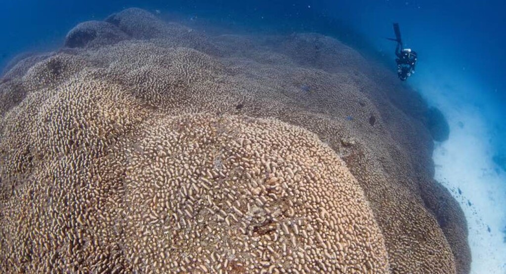 On an expedition to the Solomon Islands, divers affiliated with National Geographic have found the world’s largest single coral colony ever recorded.