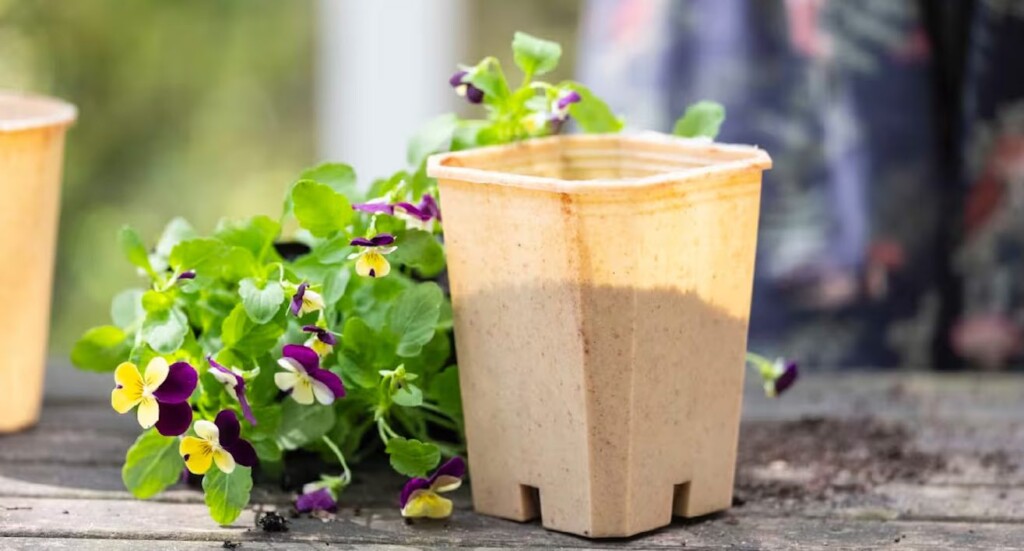 A New Zealand-based eco-startup has cracked the code for replacing single-use plastic—targeting garden nurseries with their breakthrough bioplastic that breaks down naturally in soil.