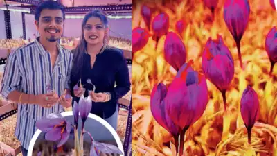 In an unassuming 400-square-foot room in their flat, a Nagpur couple is growing the world's most expensive spice — saffron — without soil or water. Recreating Kashmir's ambience in one of India's hottest cities, Nagpur, they used an innovative aeroponic technique to produce a yield that mopped up a mind-boggling Rs 50 lakh annually.