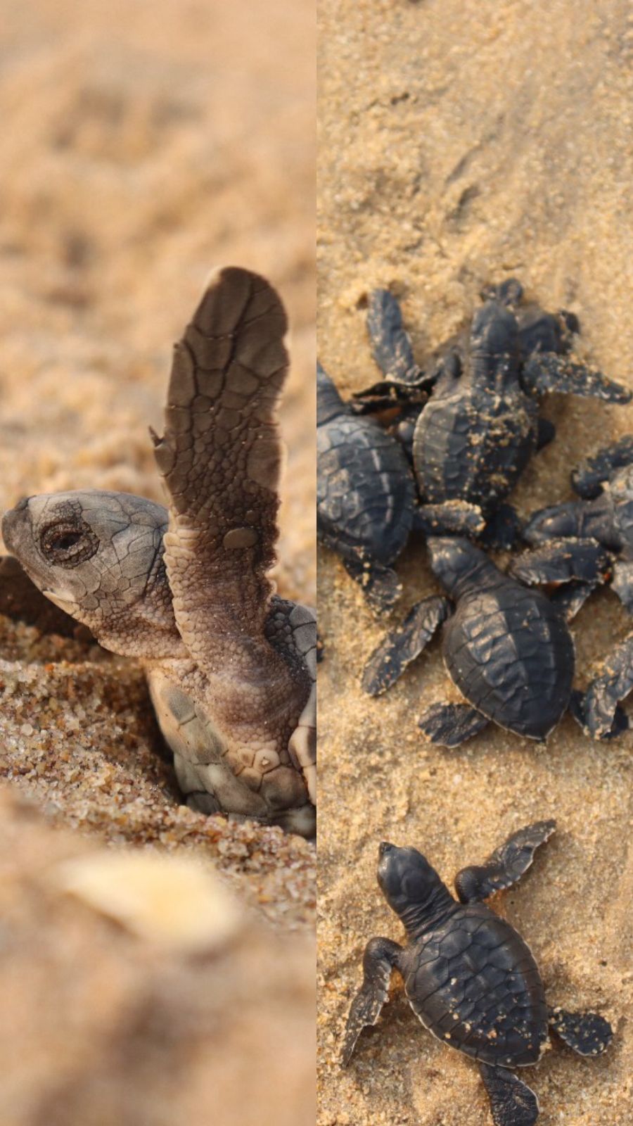 left- single hatchling in the sand; right- group of hatchlings